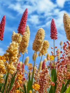 蓝天白云芦苇花