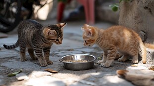 吃东西的流浪小猫