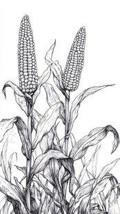 高粱线稿
