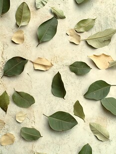 北欧树叶背景墙