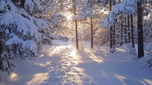 雪地林间晨光