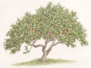 手绘橘树