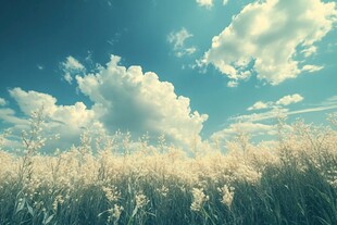 蓝天白云芦苇花