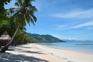 椰树椰岛海滩