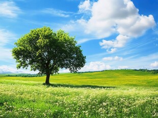 蓝天白云绿茵茵大树