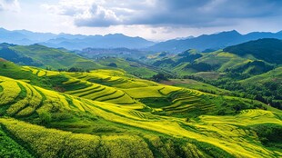 梯田状油菜花地