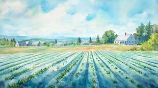 乡村场景插画
