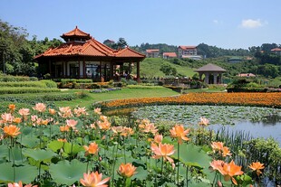 仙湖花展