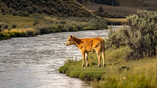 大黄牛河边的牛