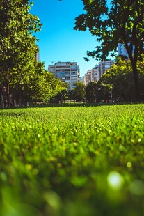 宁静夏日城市绿化