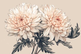 原创鼠绘菊花