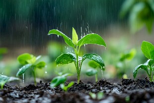 雨天育苗