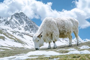 雪山牛羊