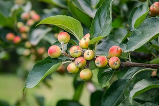 夏秋间果