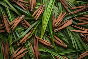 辛香美味调料香茅草