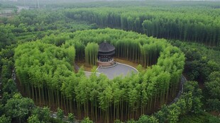 翠竹林全景大图