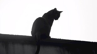 楼顶的霸气黑猫