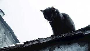 楼顶的霸气黑猫