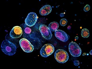 幼稚巨核细胞微生物