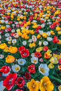 花卉郁金香花海