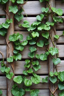 木质藤本植物