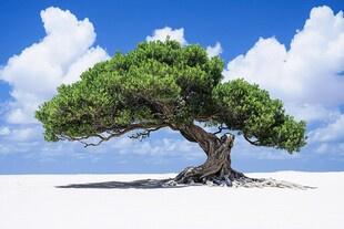 蓝天白云绿茵茵大树