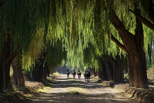 柳荫行道