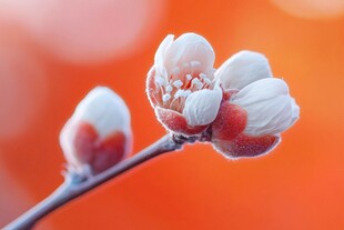 雪顶红梅