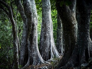 榕树森林