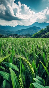 农作物田园风光