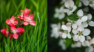 红白两色花朵