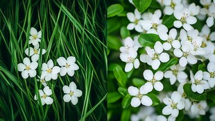 绿叶白花壁纸