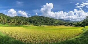 宽幅稻田全景