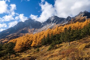 黄叶白雪山金秋深秋色