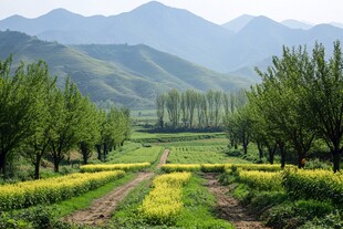 油菜花丛中的小路