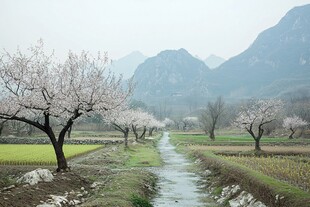 源东桃花田园风光