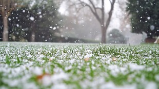 雪花落在草地上