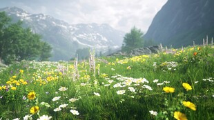 高山草甸鲜花