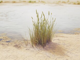 浅水滩植物特写