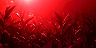 紫红树叶丛背景