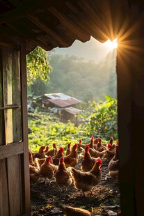 阳光下的土鸡