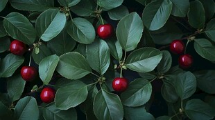 高清植物果实小红果树