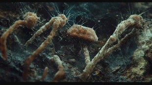 海洋微生物