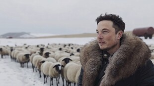 绵羊牧羊雪地放羊群