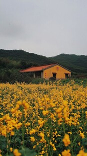 油菜花中的小屋