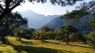 马峦山青松