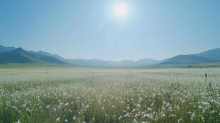 赛里木湖草原