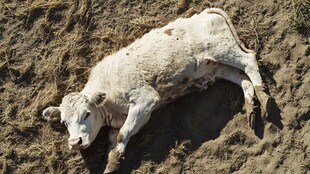 躺在泥塘里的牛