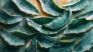 芦荟叶片绿色外表皮