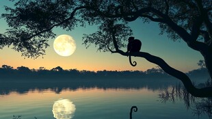 中秋唯美宽屏壁纸